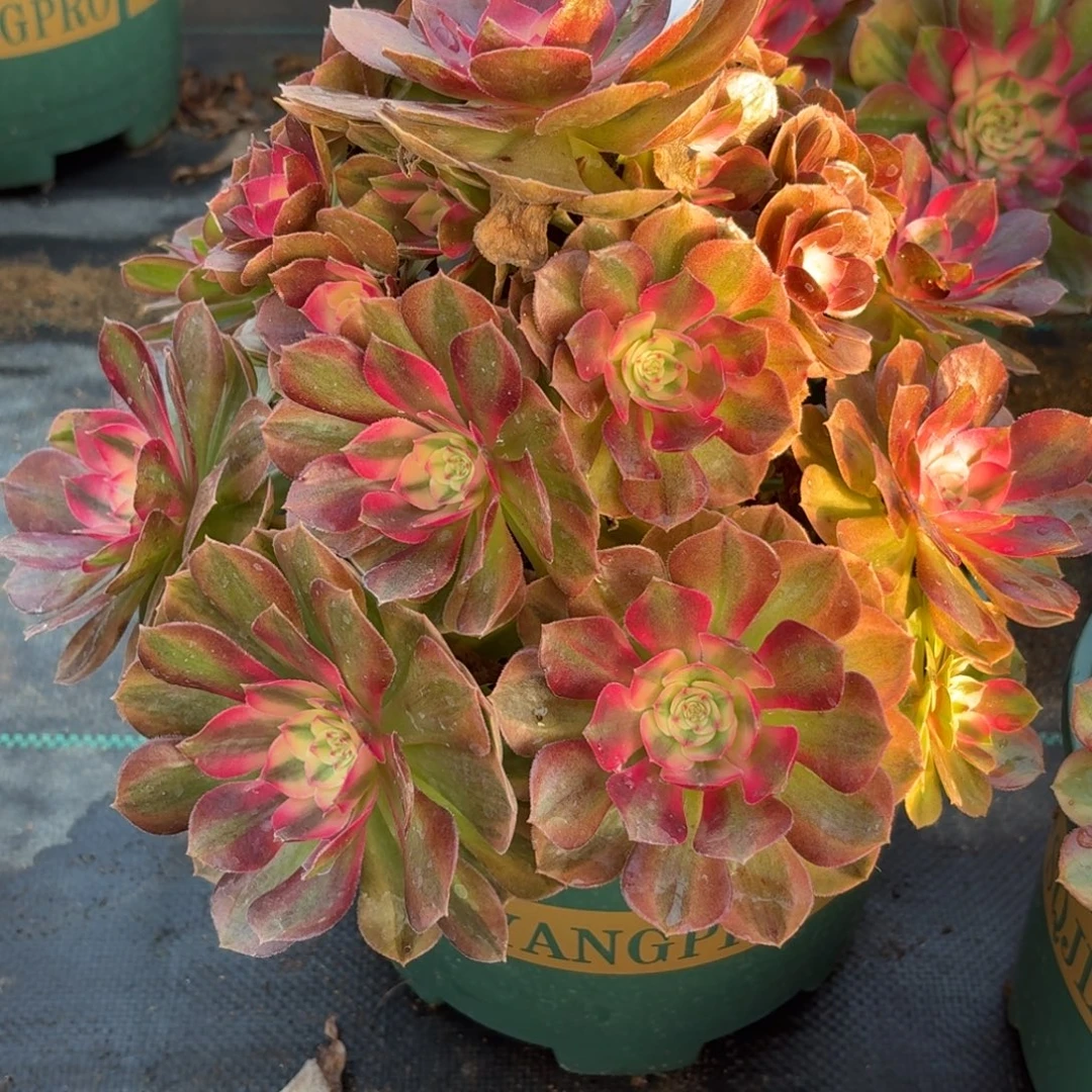 755荔枝多肉植物福利