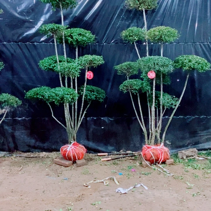一物一拍一个一个