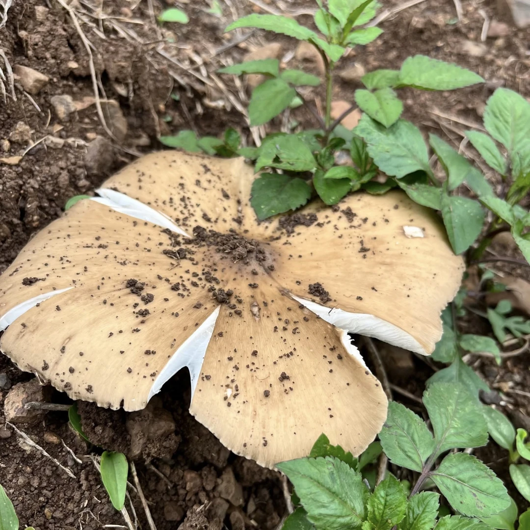 四川野生新鲜鸡枞菌精品开伞（带杆）【顺丰包邮】