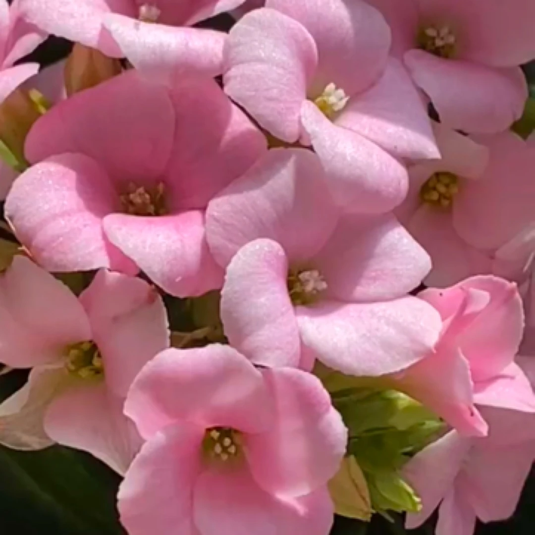 昊景 130大盆云梦单瓣长寿花