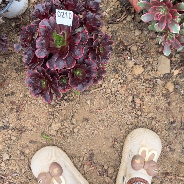 210 清棚处理不包断枝