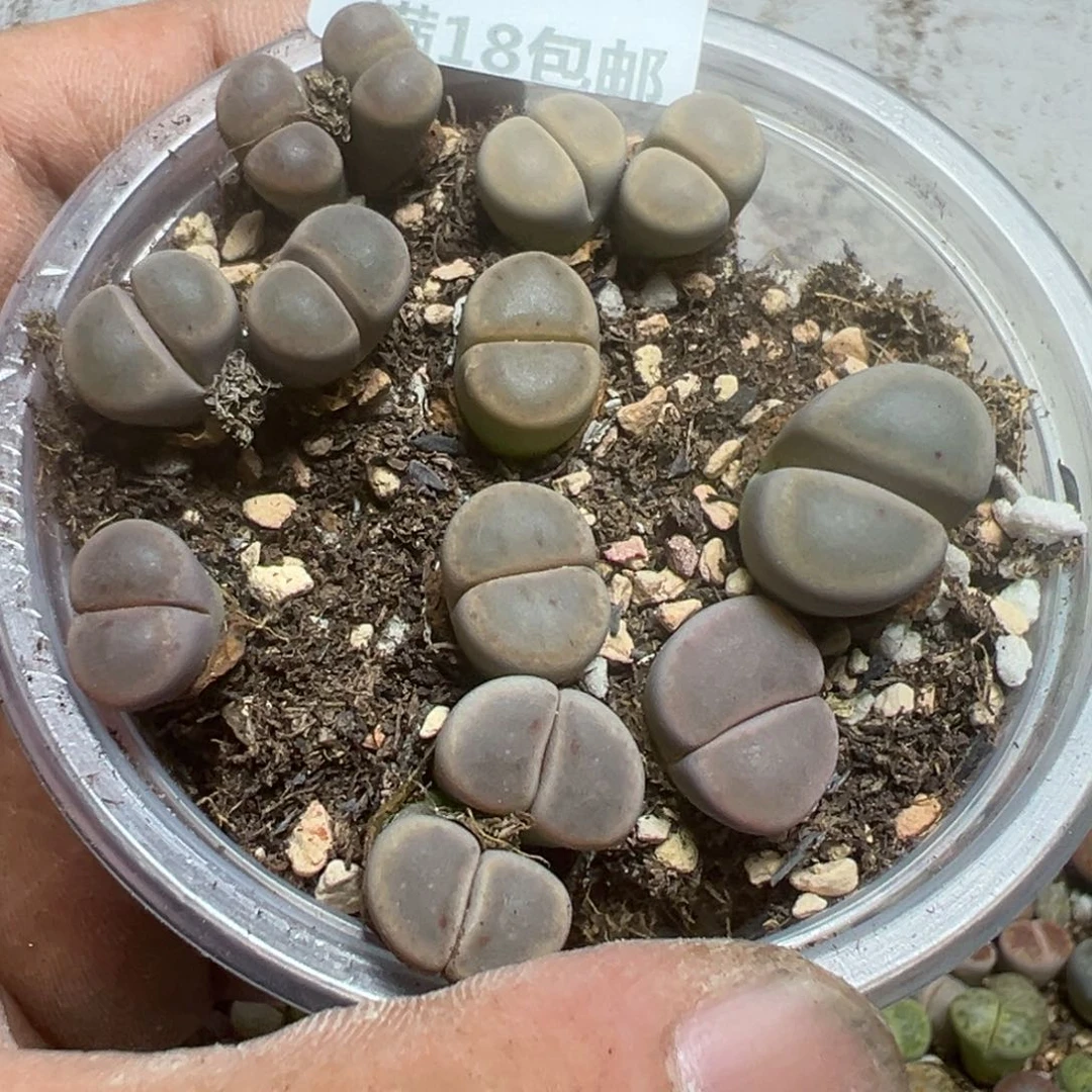 【闪购商品】 971。