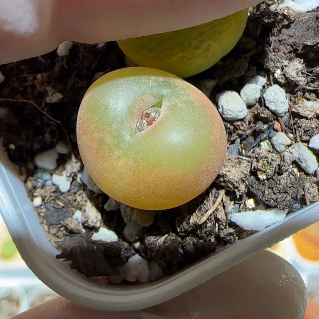 少*游肉锥多肉植物百科3-80