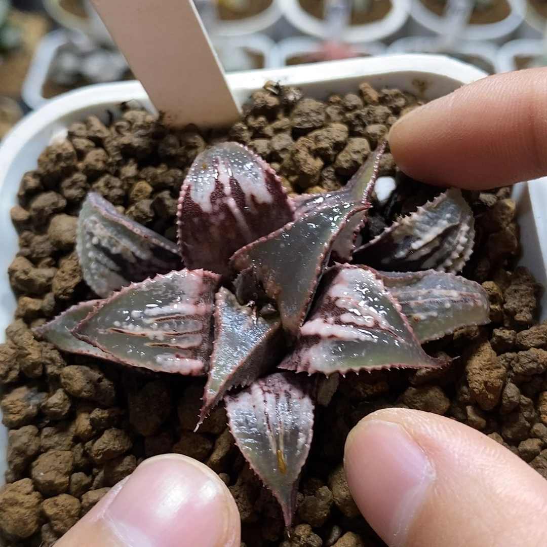 21天虹芭提雅十二卷多肉