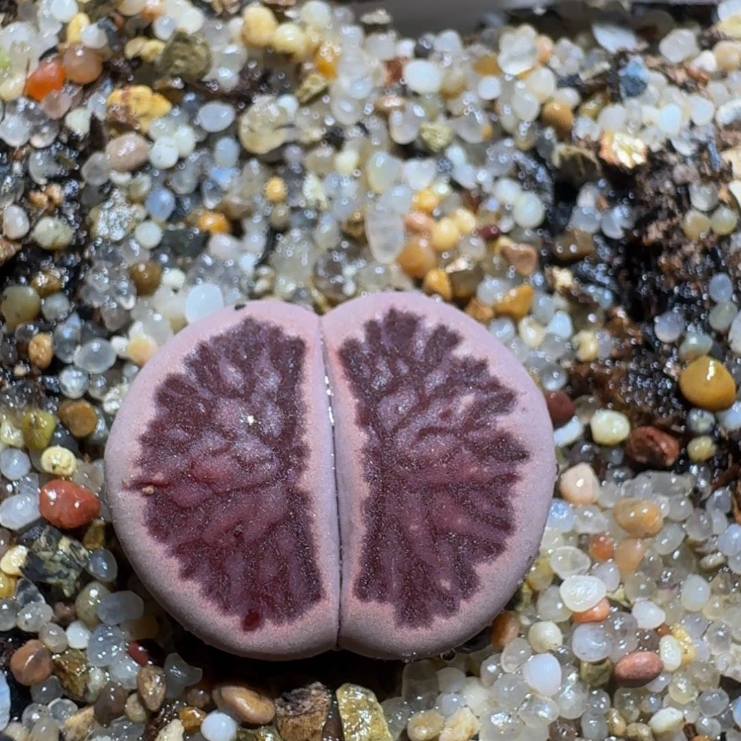 Zzzz绝绝子生石花1138莲花紫菊