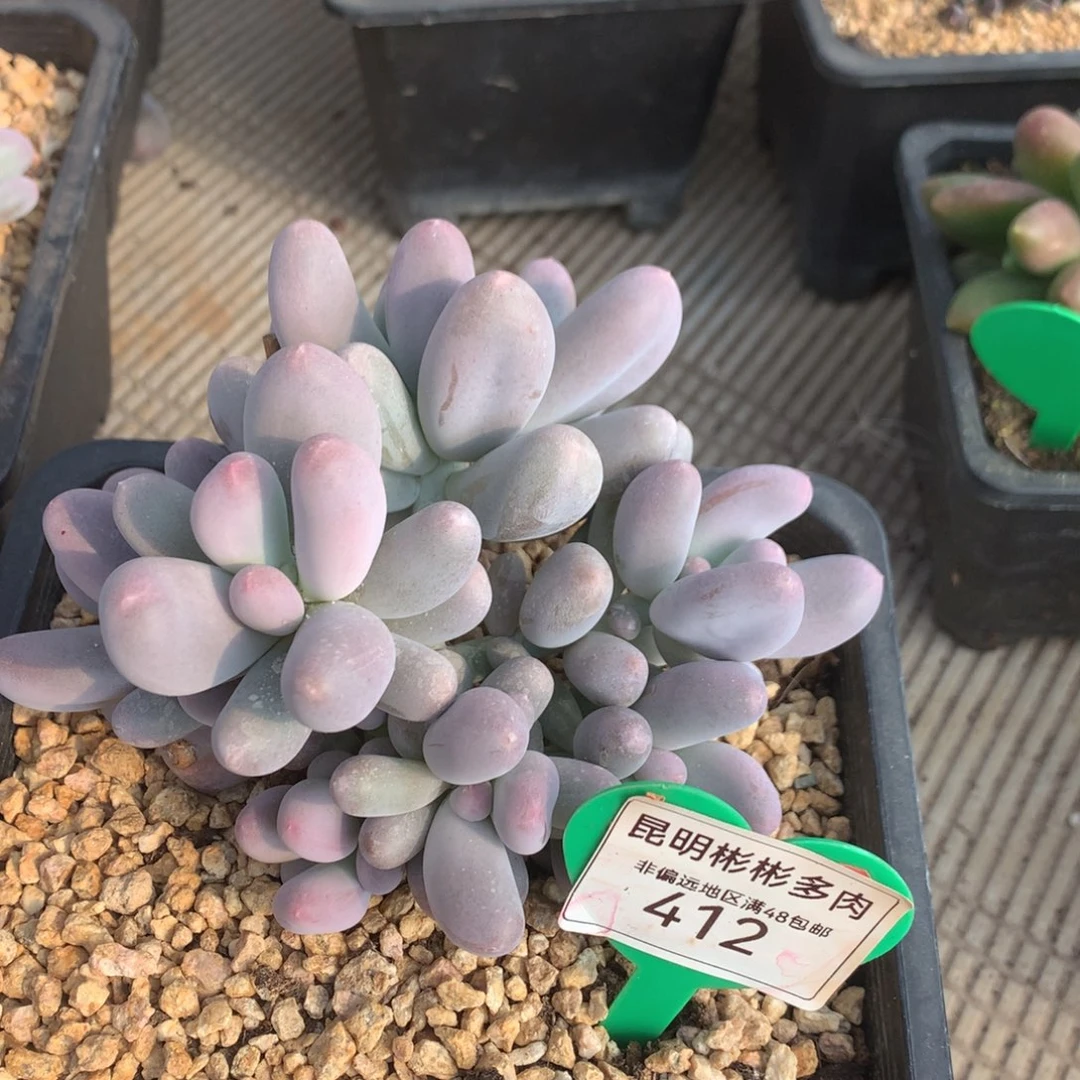 棒*糖米可奶无砍老桩412