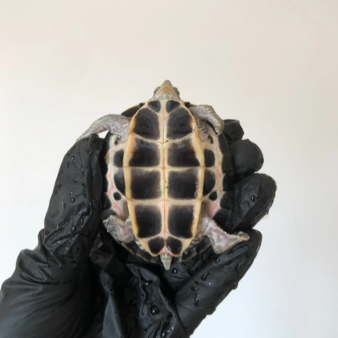 红乌龟活体 公 6-8 公分 带标识卡