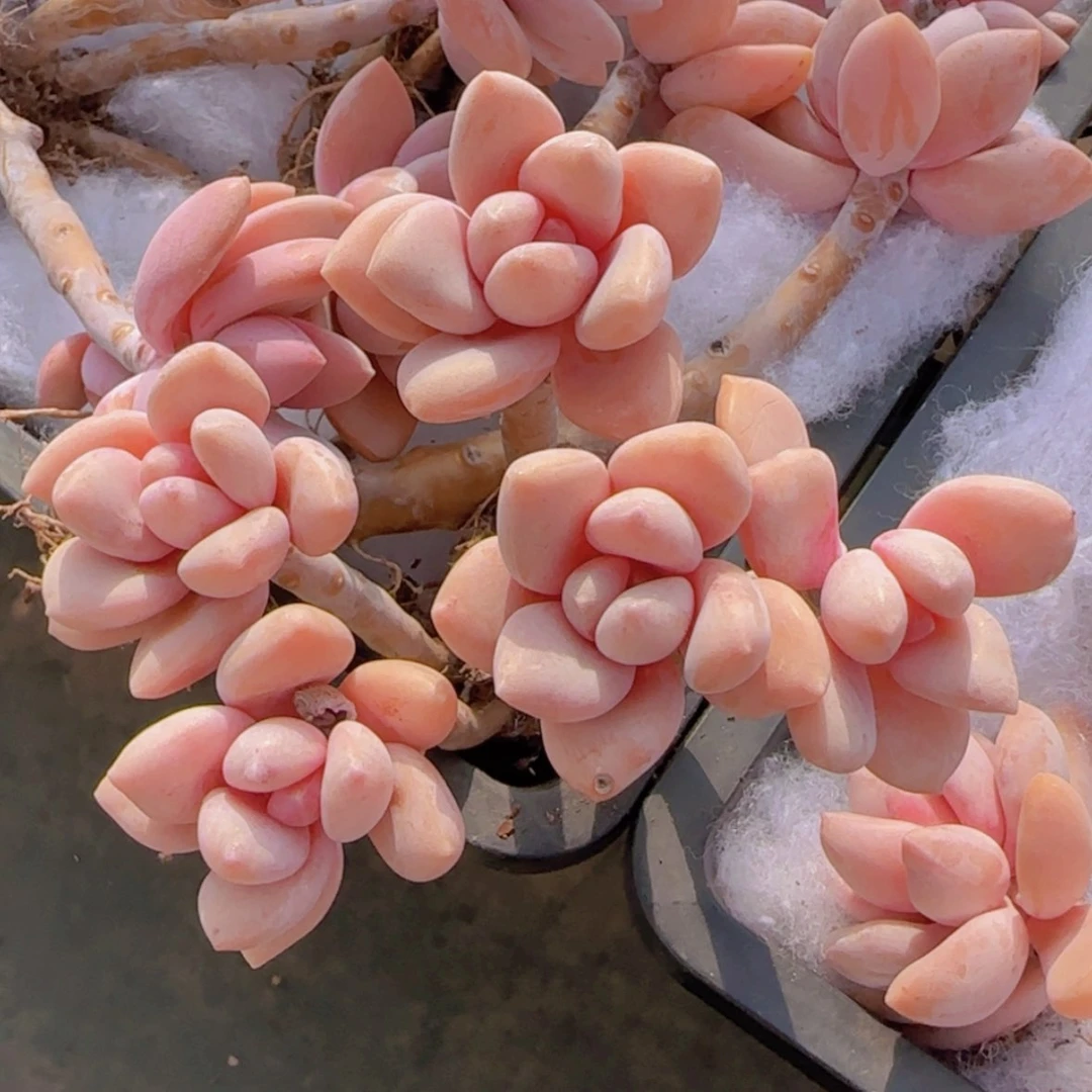 【闪购商品】老桩桃霜