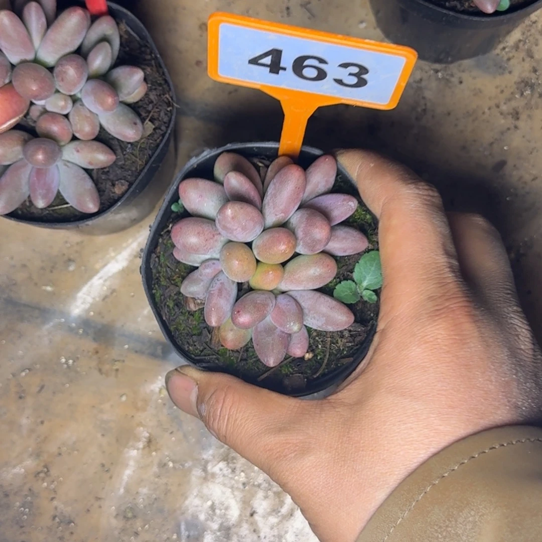 多肉植物糖果美人463