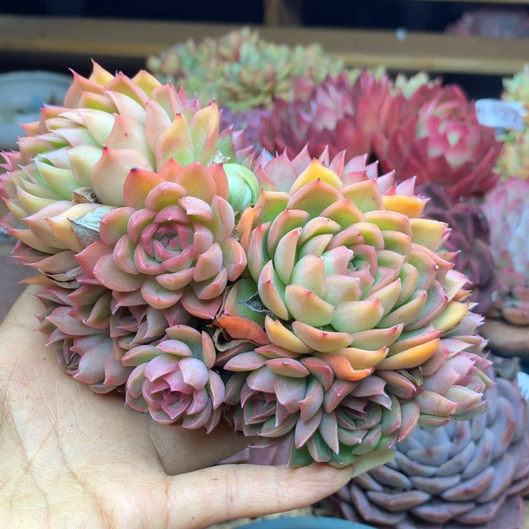 6868新年快乐发发发