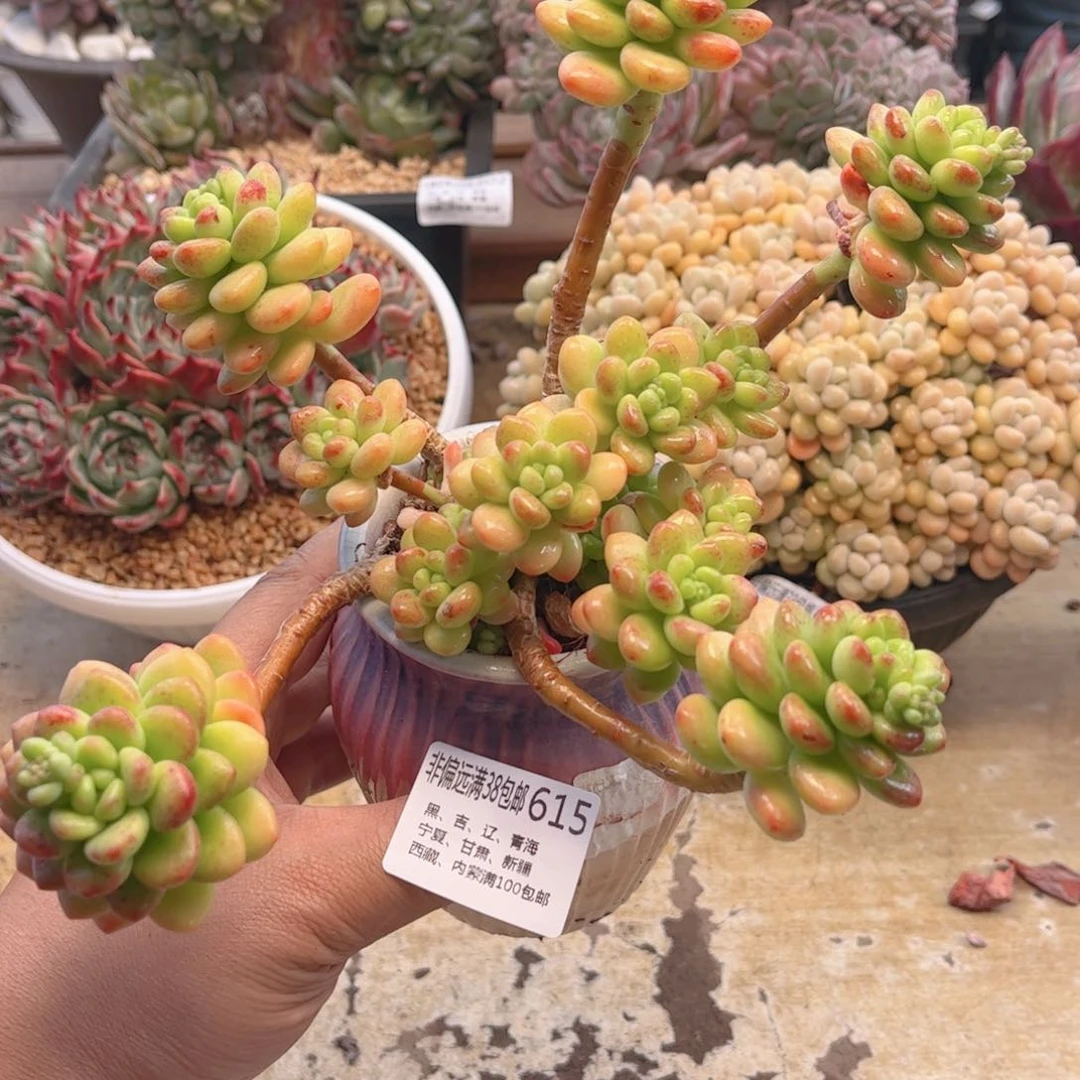 615香格里拉德华多肉