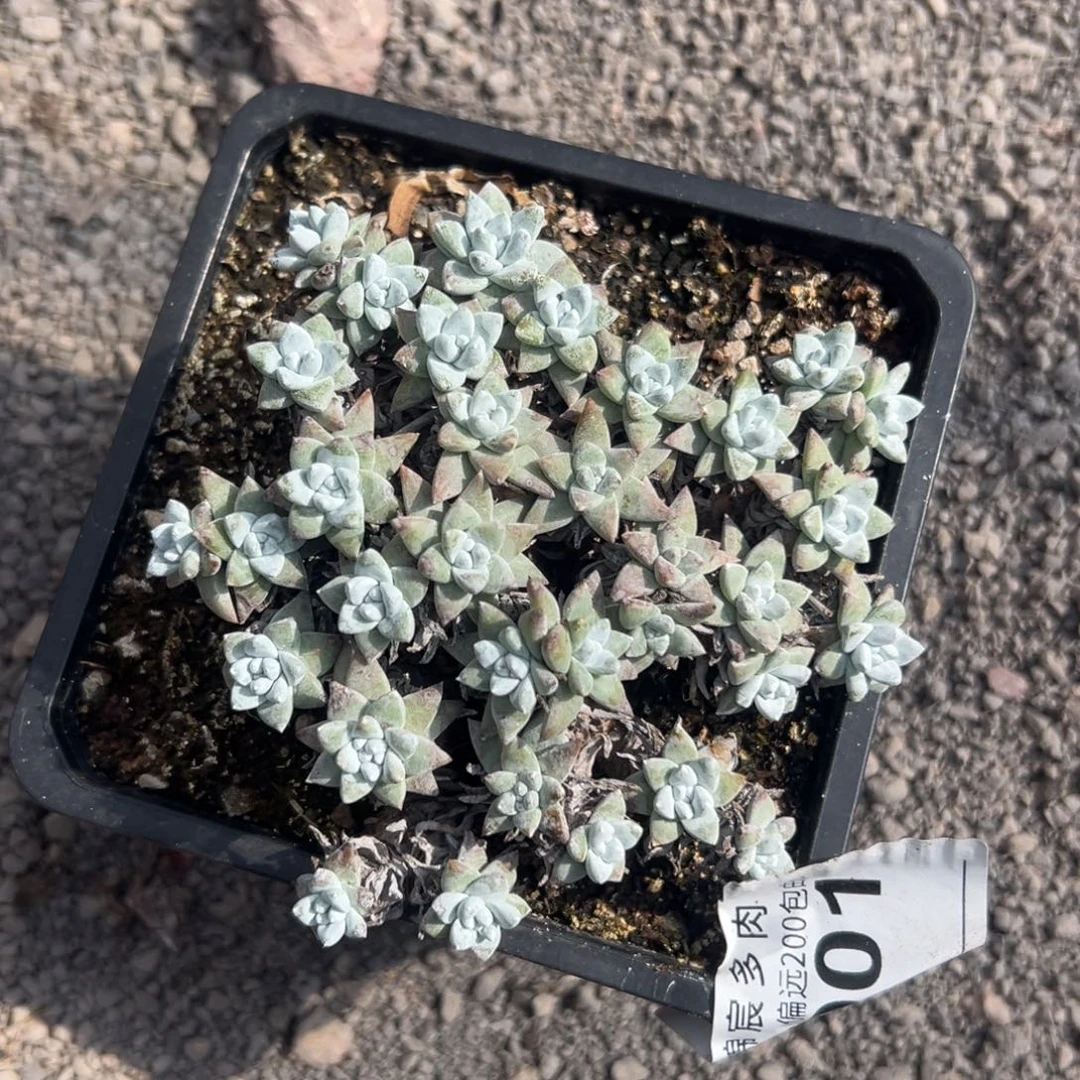 格诺玛白菊～一物一拍551