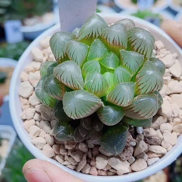 洛神雨露新手好养