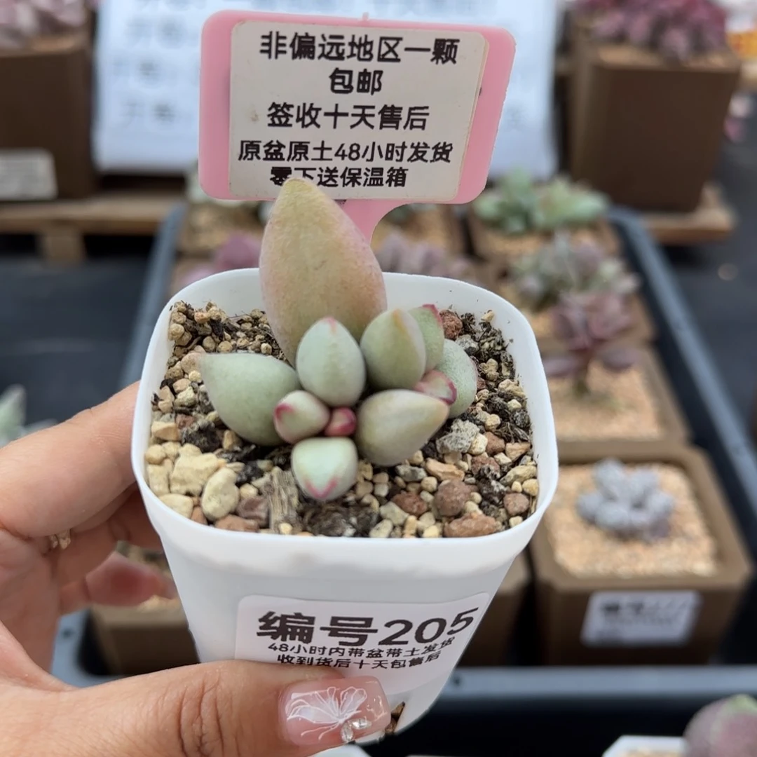 205白糖豆多肉植物