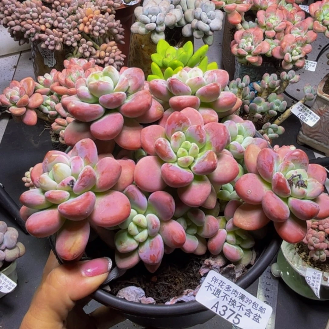 樱花洛神375/16cm多肉