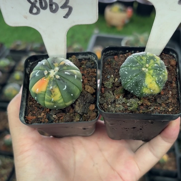 8063 6079二个实生好养