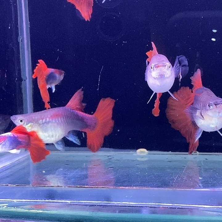 孔雀鱼大背扇子3对