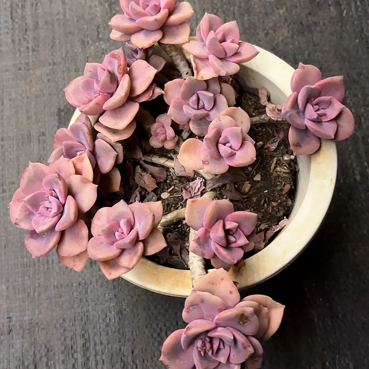 多肉植物，彩虹糖