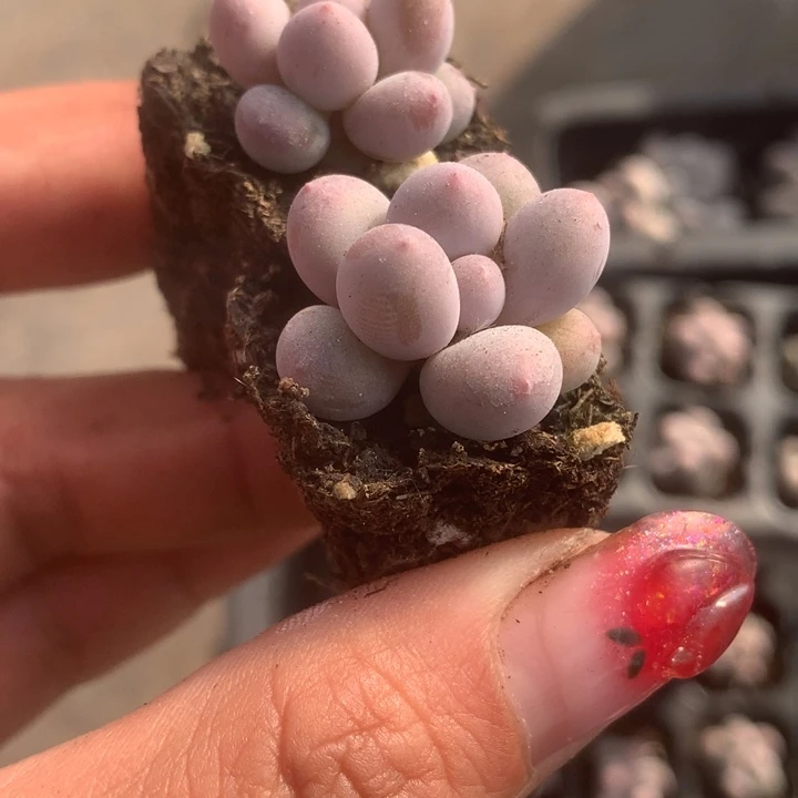 彩虹奶11颗。包邮 多肉