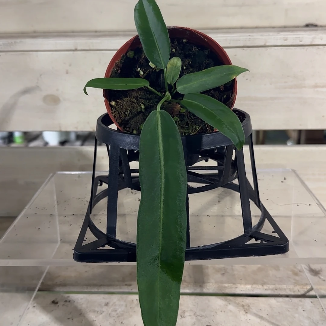 无花朵银脉丝绸领带