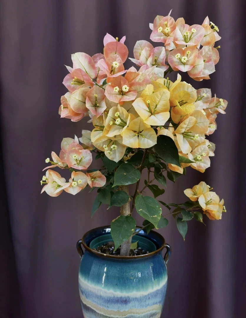 【凤凰】0.5加仑带花带盆矮飘四季勤花爬藤绿植