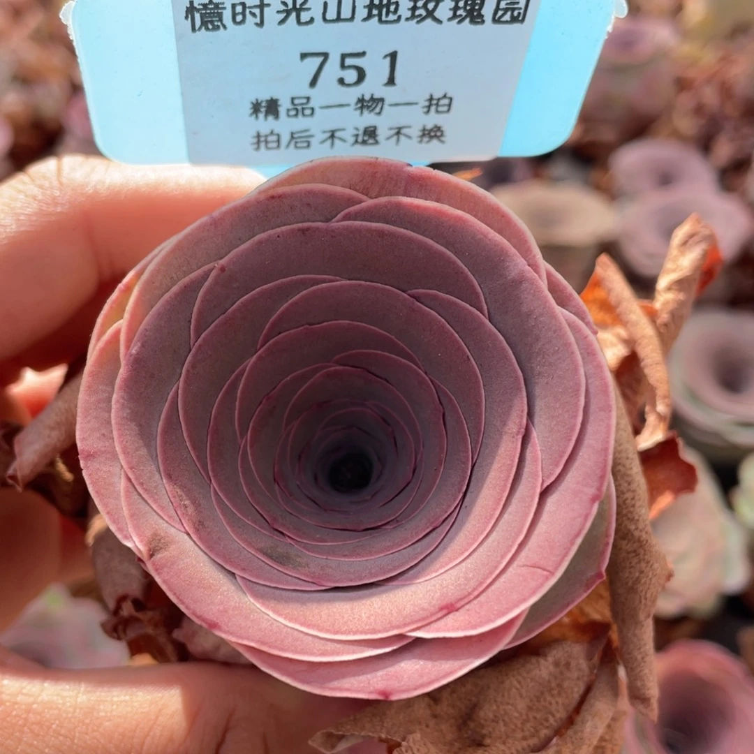 山地玫瑰751裸根发货不售后