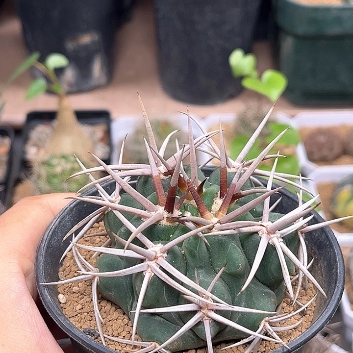 强刺碧岩玉实生球