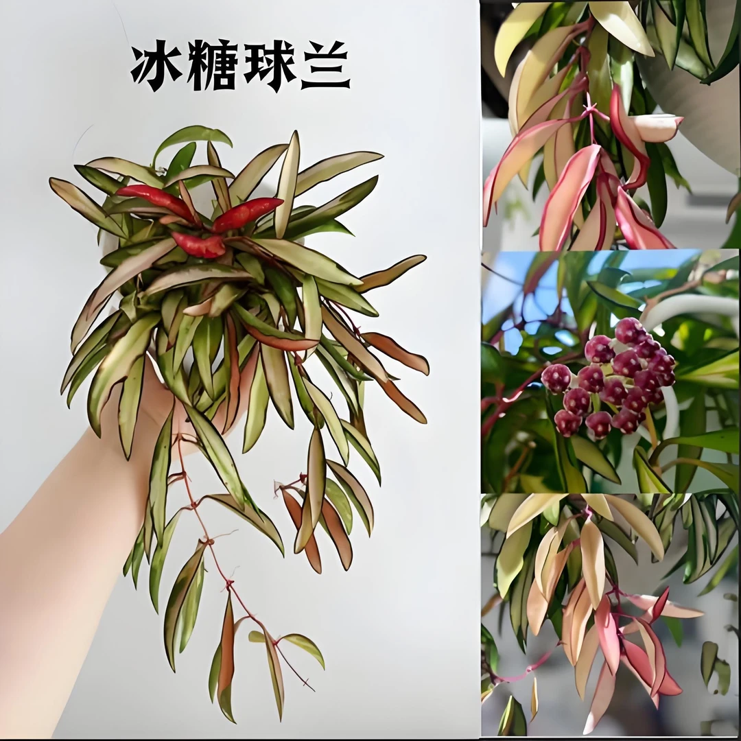【冰糖内锦】开花球兰基地直发阳台可选小苗花卉办公室种植四季生长
