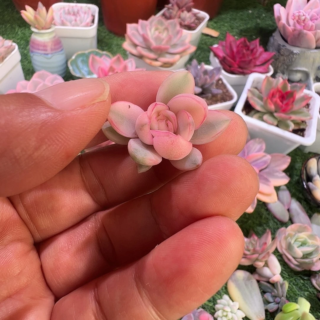 小***吖多肉植物多肉植物