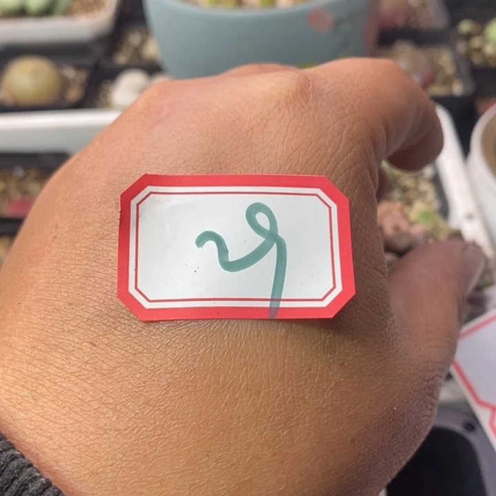 橙***汁56869909999999999