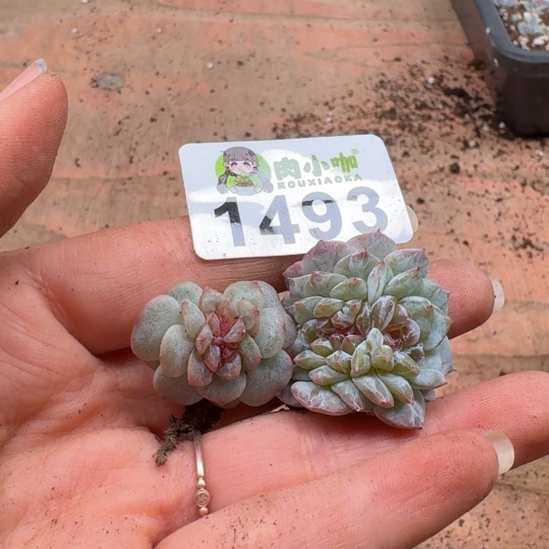 巩***多肉植物多肉植物