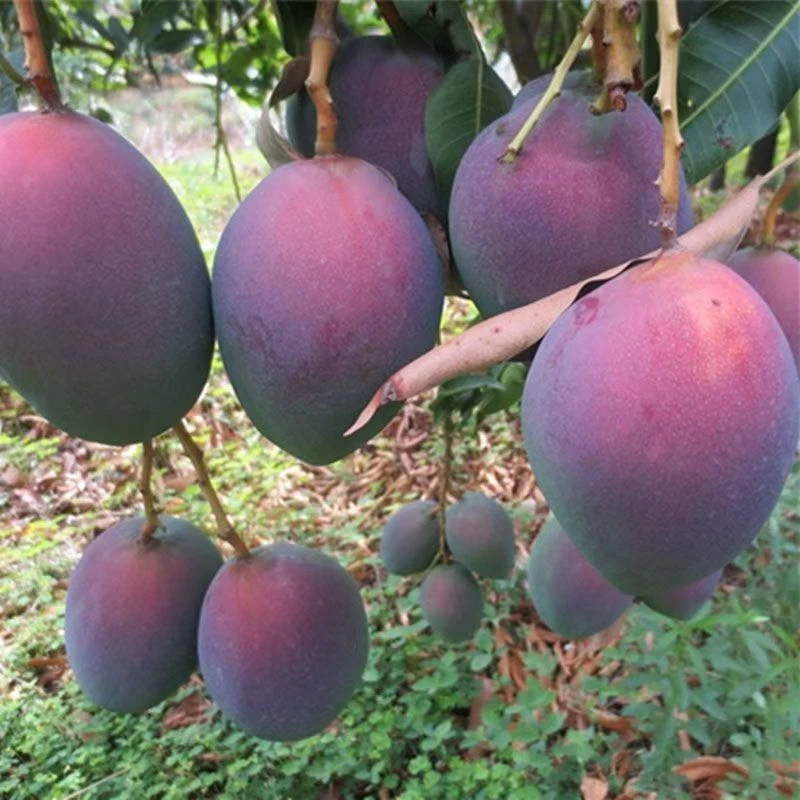 【易催熟】四川攀枝花高山种植彩虹芒香甜多汁果香5斤装产地直发