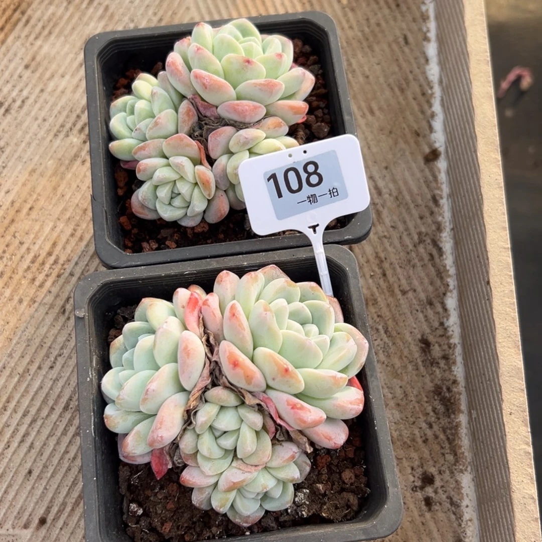 安***咪108、胡吃海喝v哈哈v剧