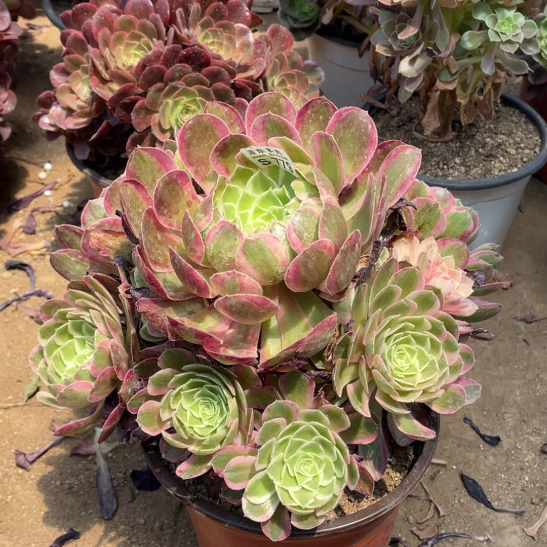 779孔雀翎多肉法师断枝不包