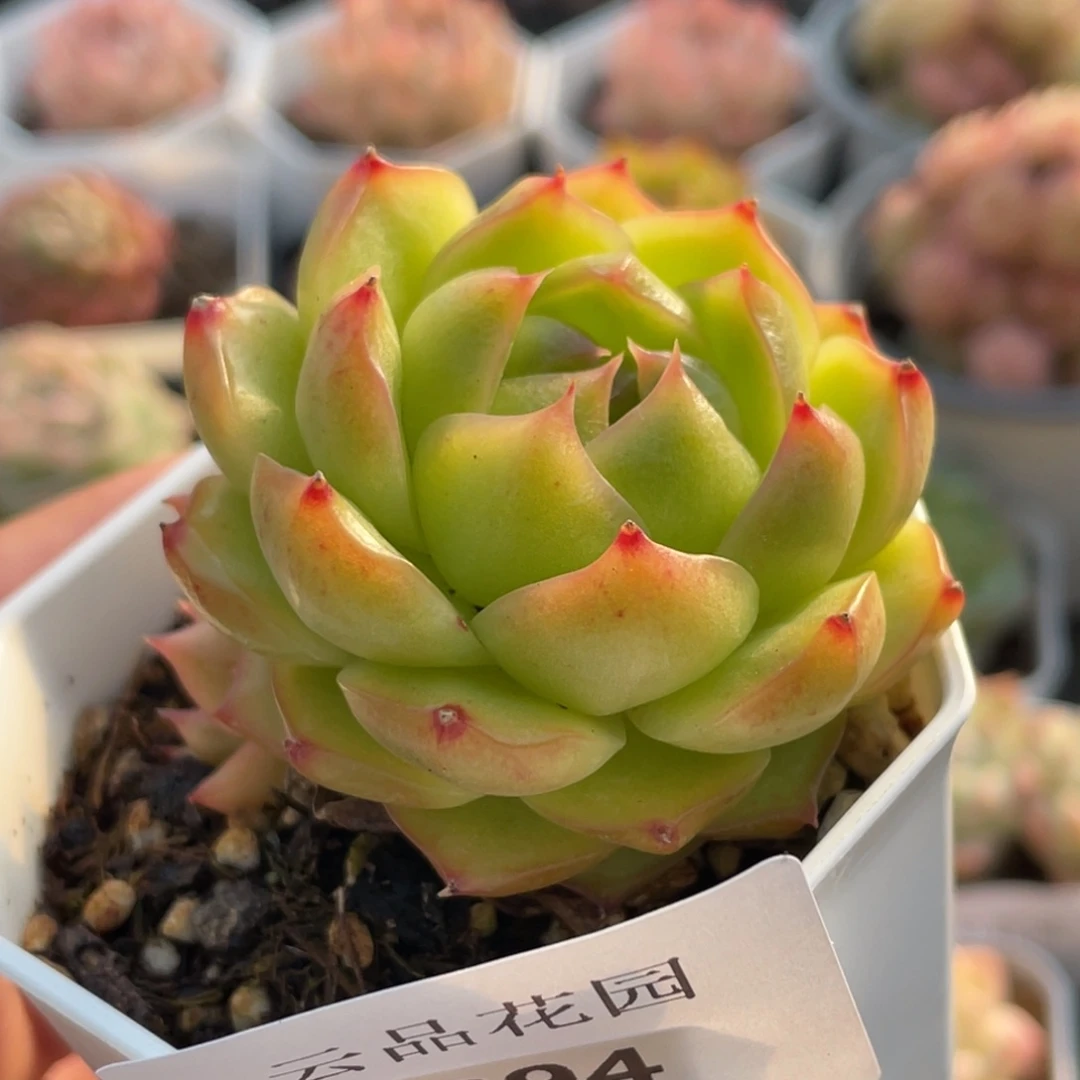 294号糖心冰心珍妮