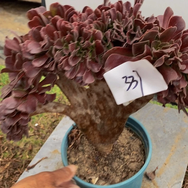 完全开放331号欧紫缀化1颗多肉