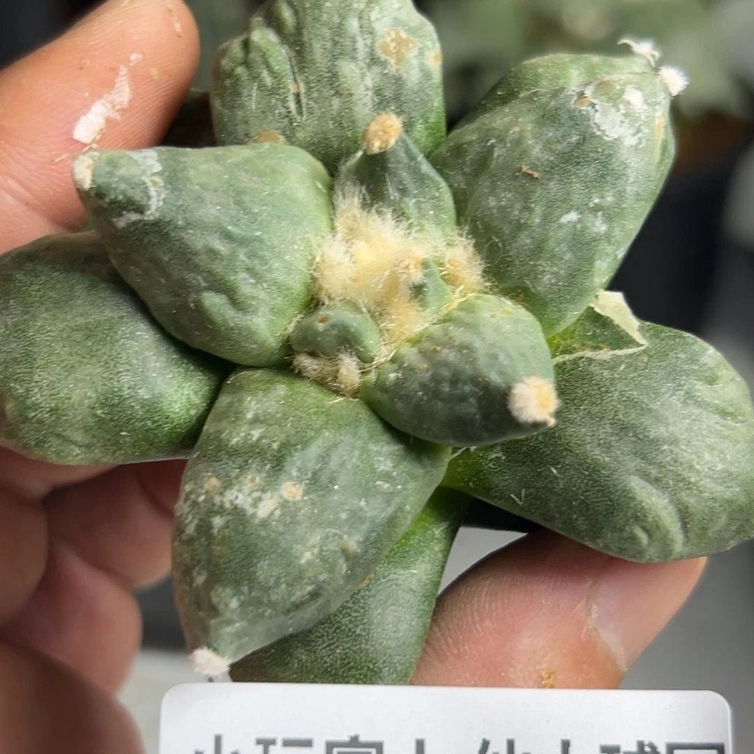 442 仙人球牡丹啊
