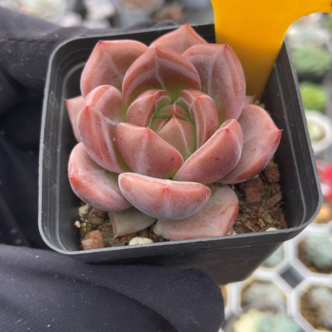 2011香槟多肉植物多肉