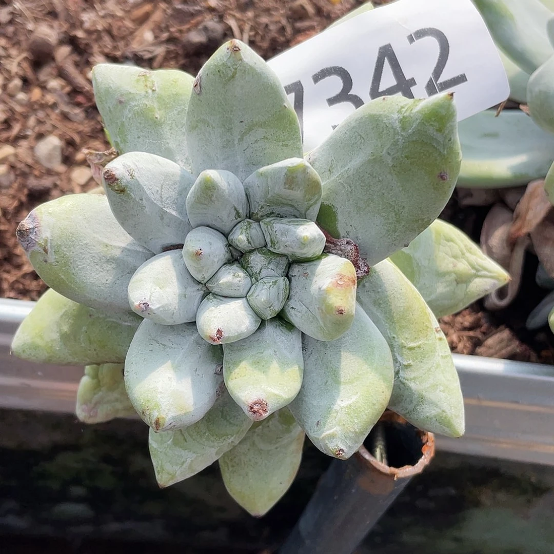 拇指老庄不售后7342