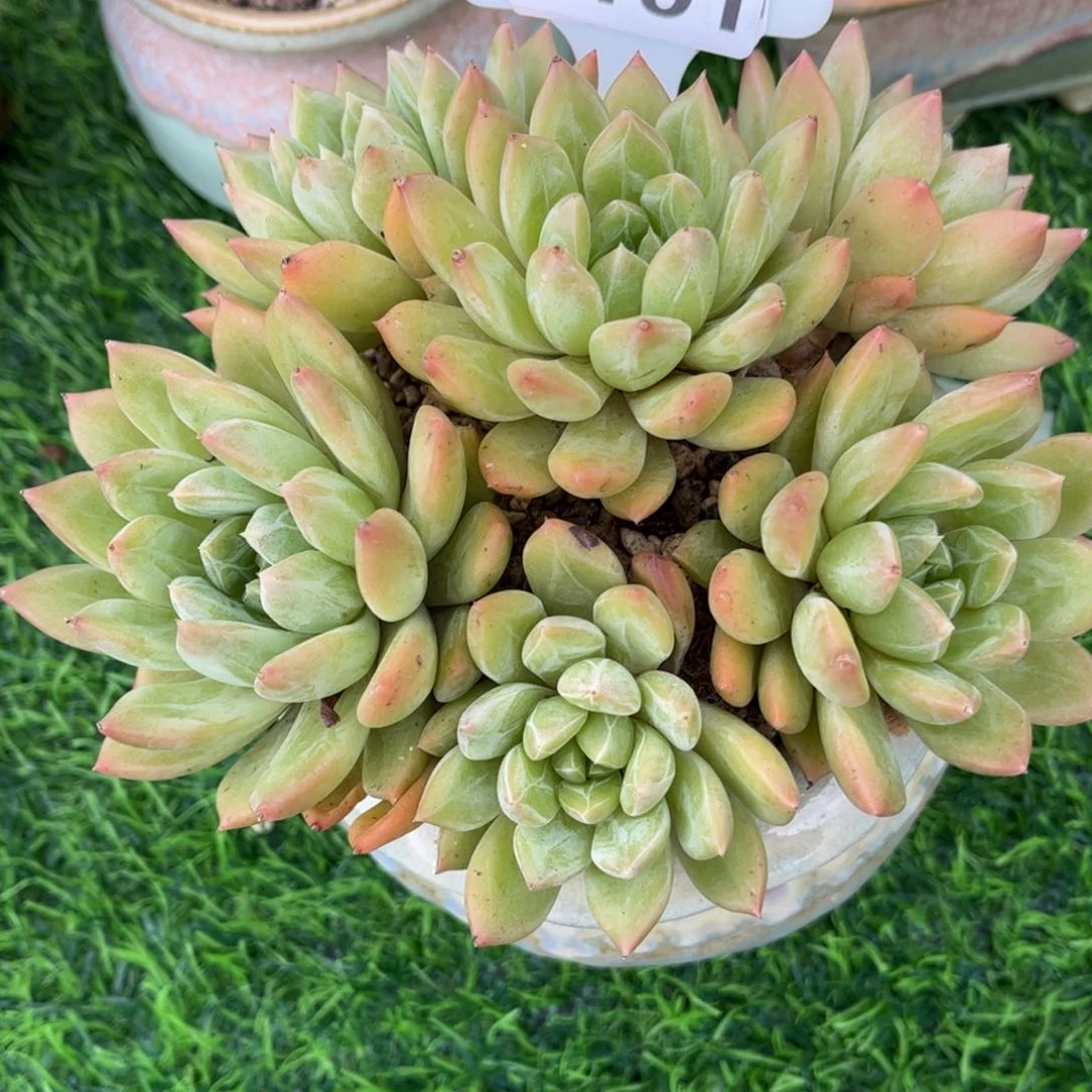 张****多肉植物2101不带盆