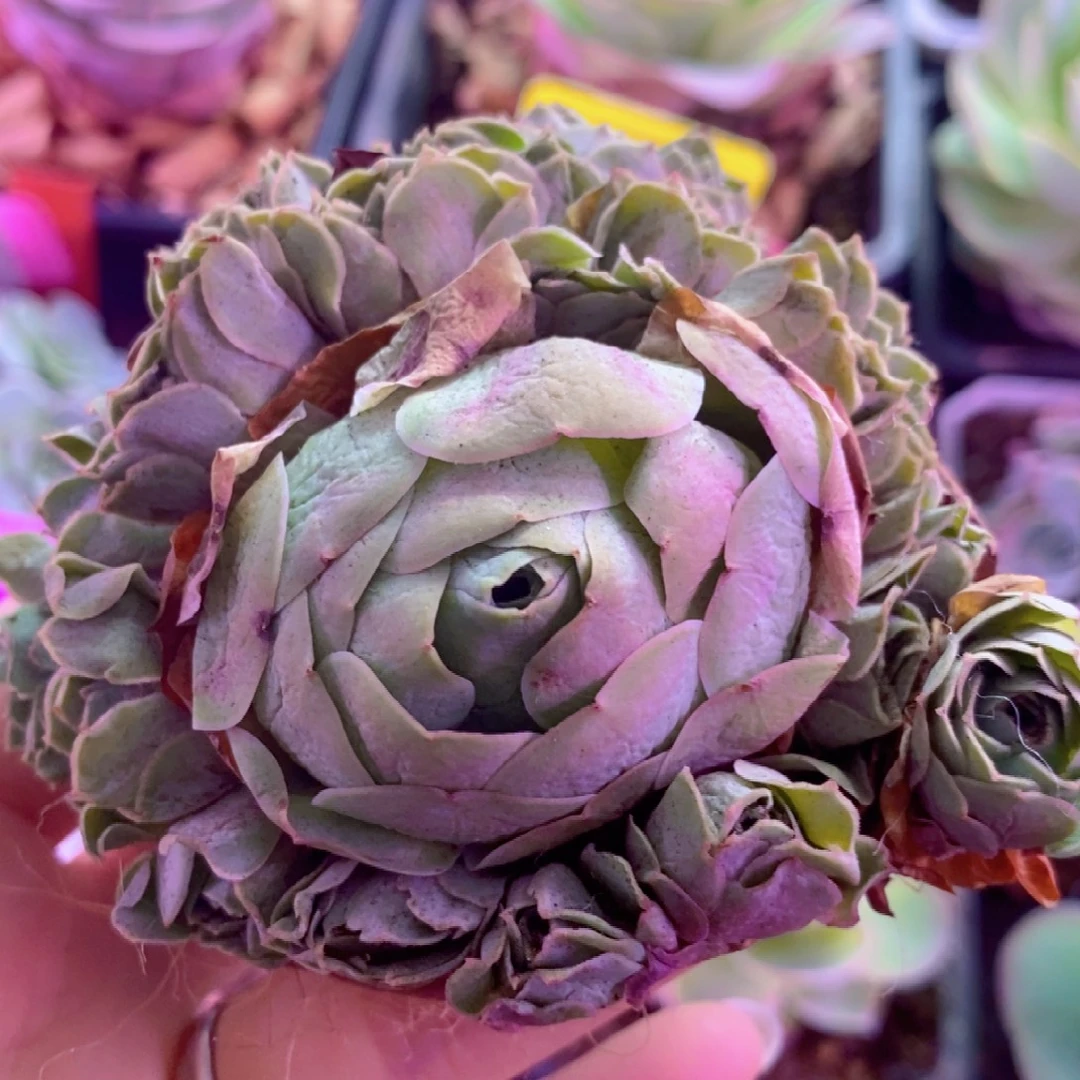 山地玫瑰一物一拍003新粉练手