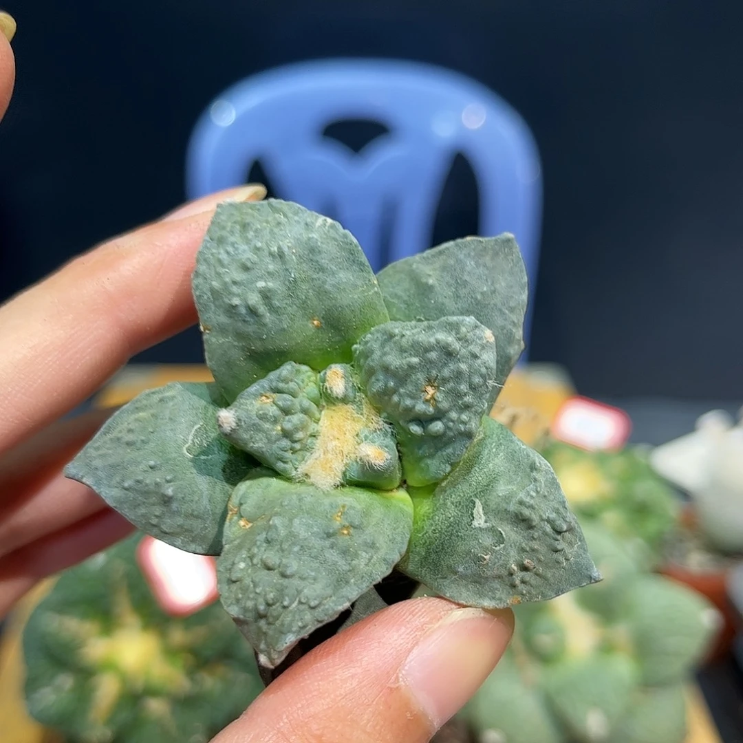 9号自根福利怒涛福利