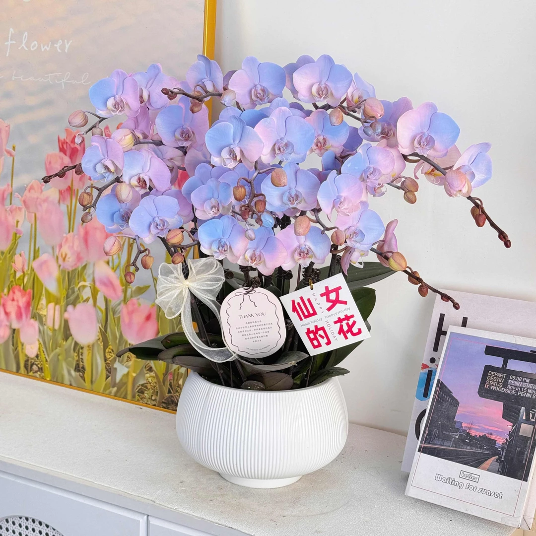 【极光】温柔系蝴蝶兰鲜花组盆 喷色开花株  年宵花  送人送礼
