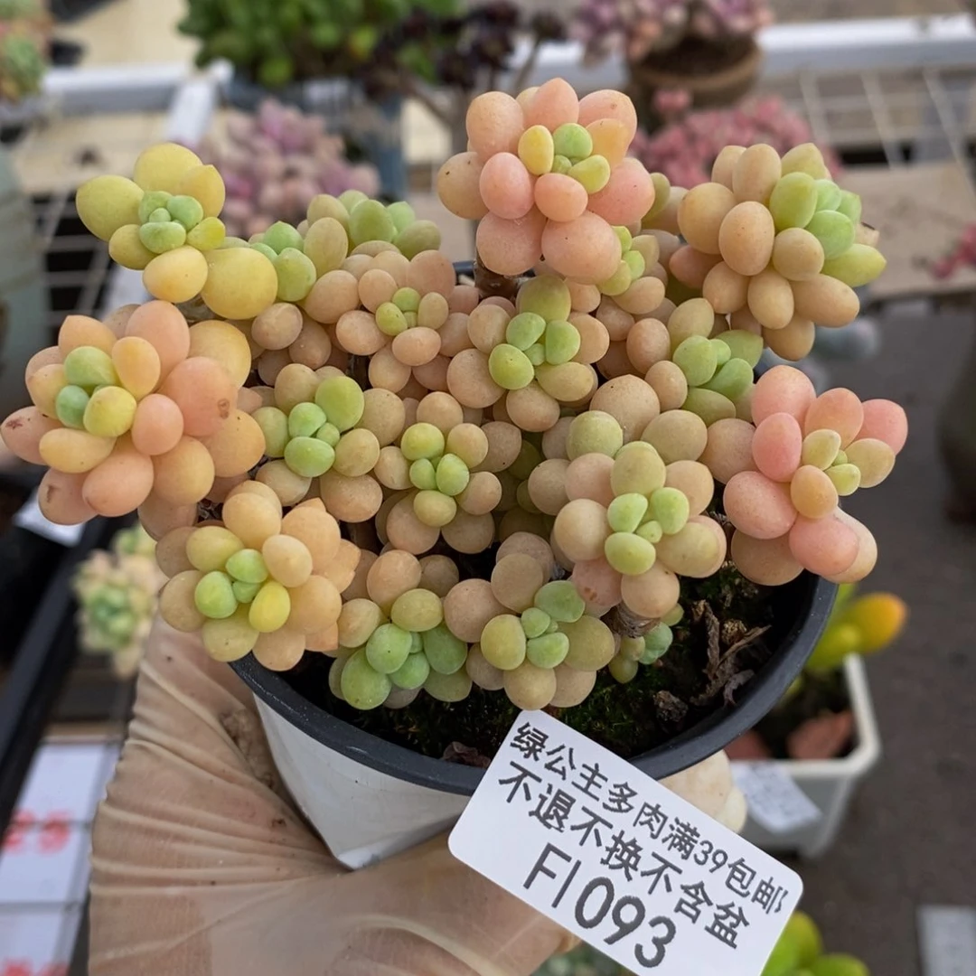 花朵鱼子酱093/9c m