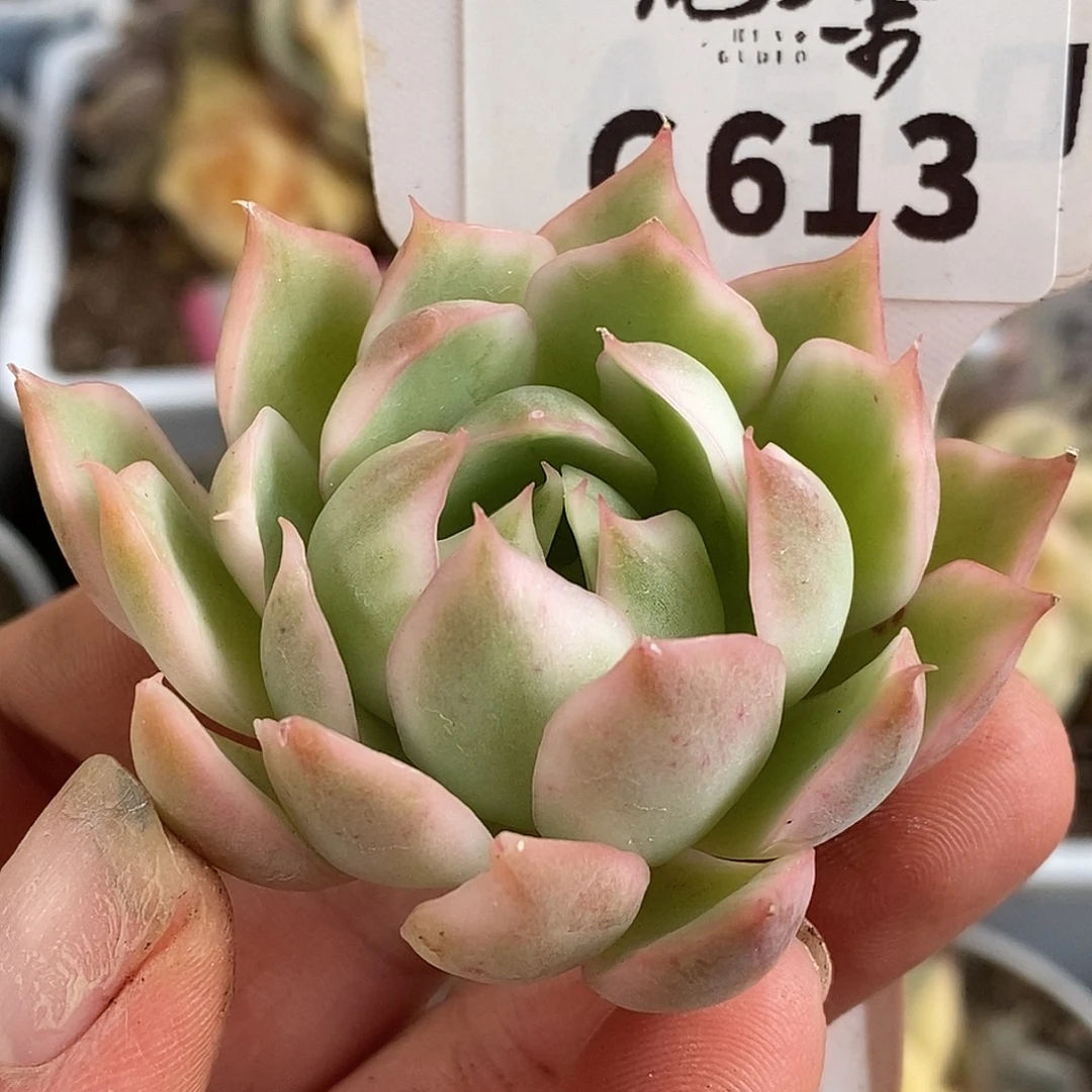 613宝莲灯头盖哈哈哈哈哈