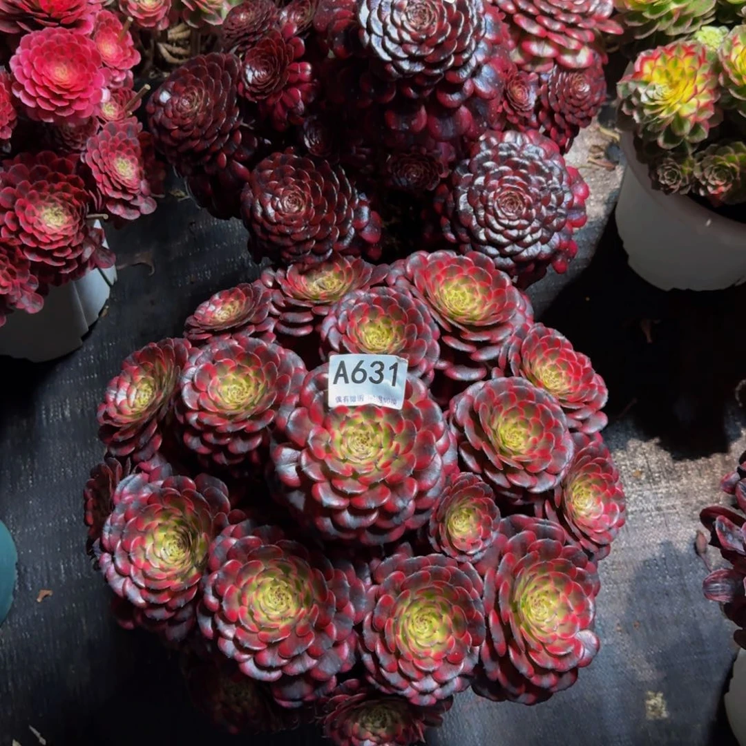 单****爹631626多肉植物法师