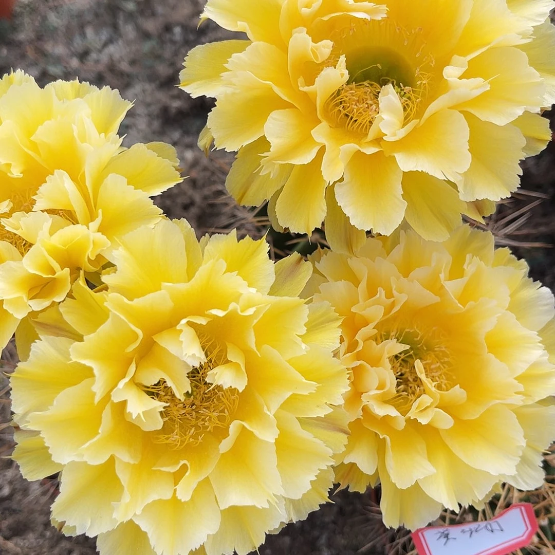 彩草黄牡丹羽7-8公分左右