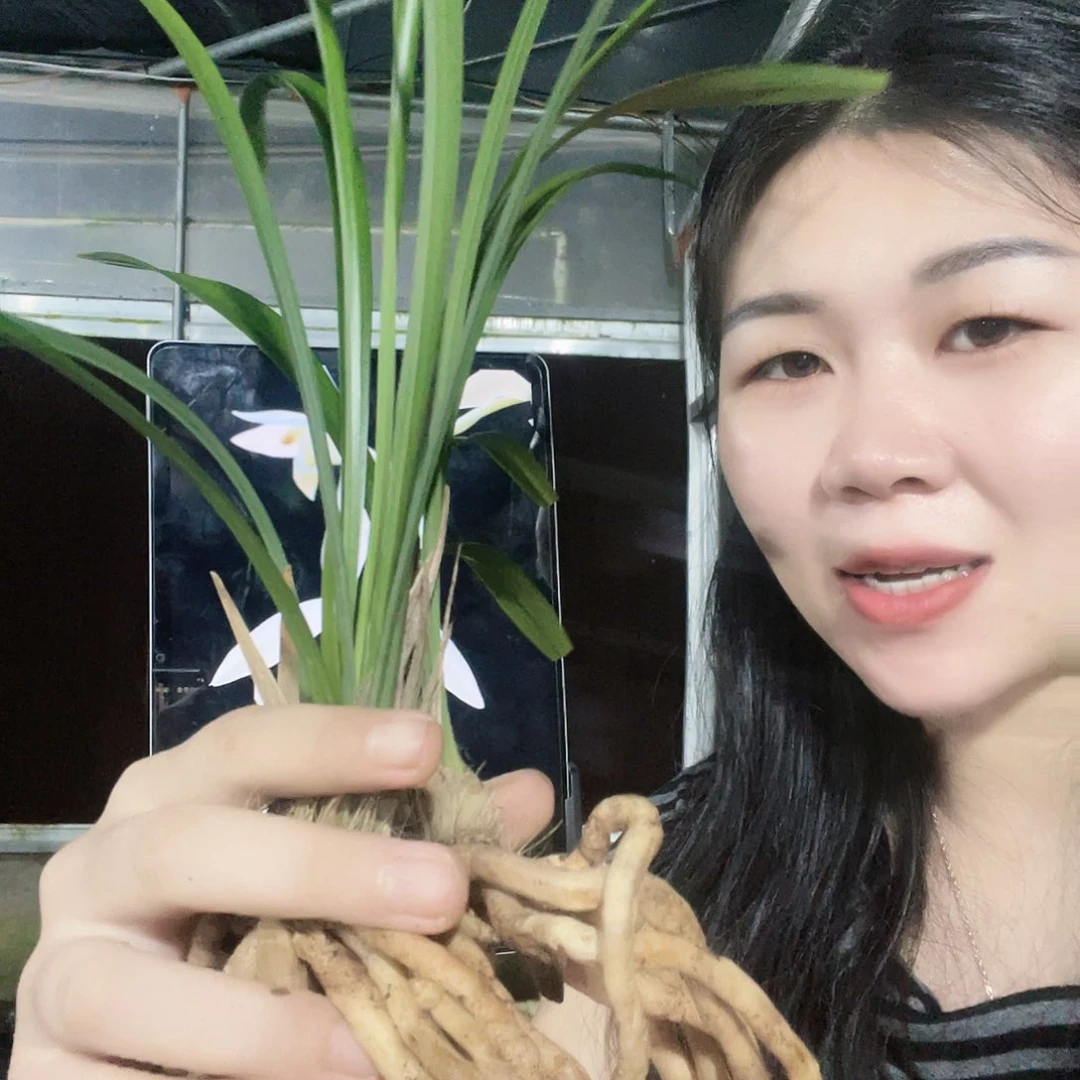 当前无花栽培后可以开花