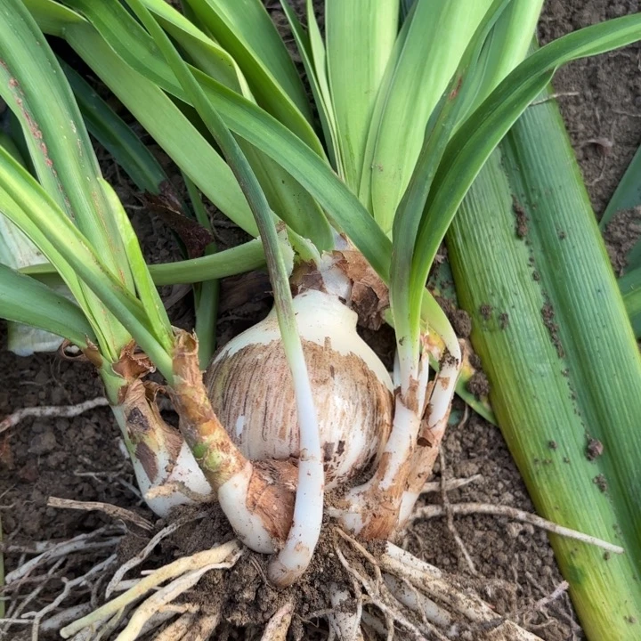 无花朵星***美白鬼包对版