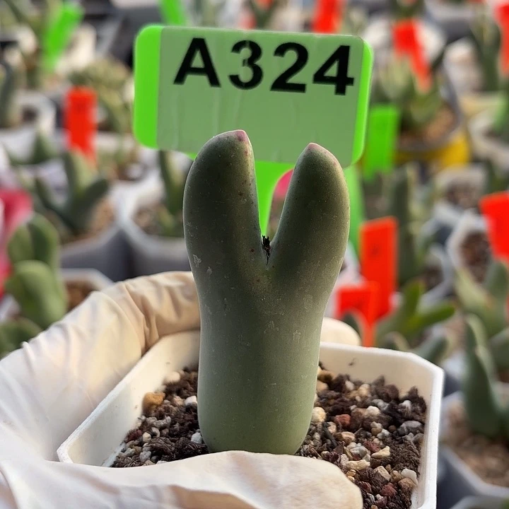云***端324mmmnnnnnnnnnnnnnnnnnnn